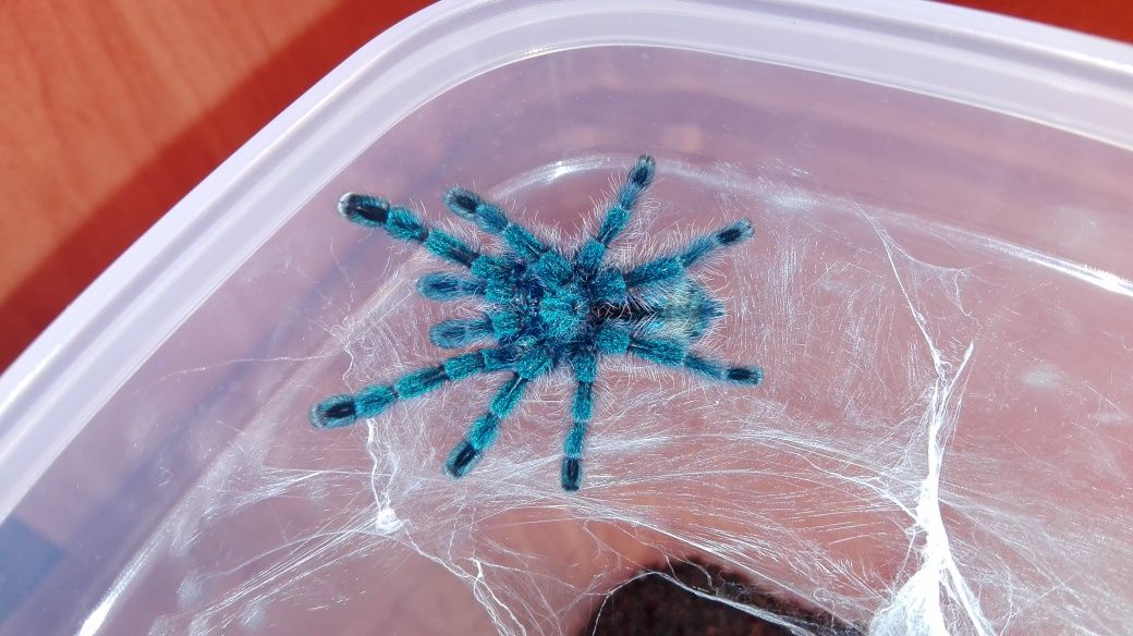Caribena versicolor l1