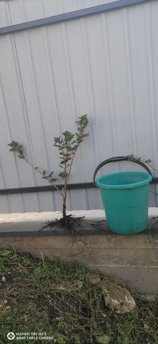 Саженці плодових