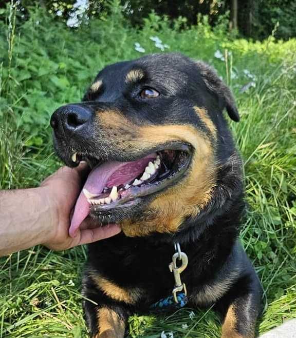 Atos-młody psiak w typie rottweiler, tylko odpowiedzialny dom