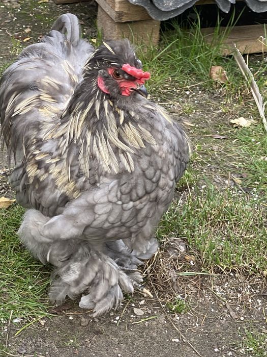 Kogut mix karzełek-silka