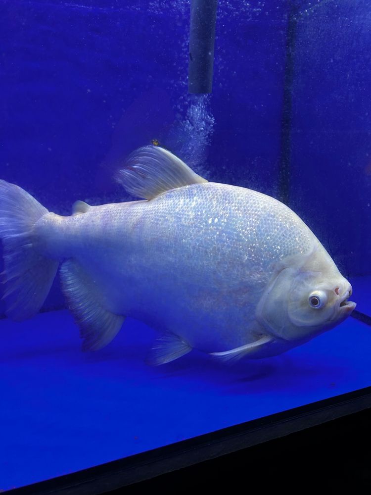 Pacu Albino - 40cm