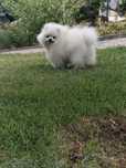 Spitz anão Macho