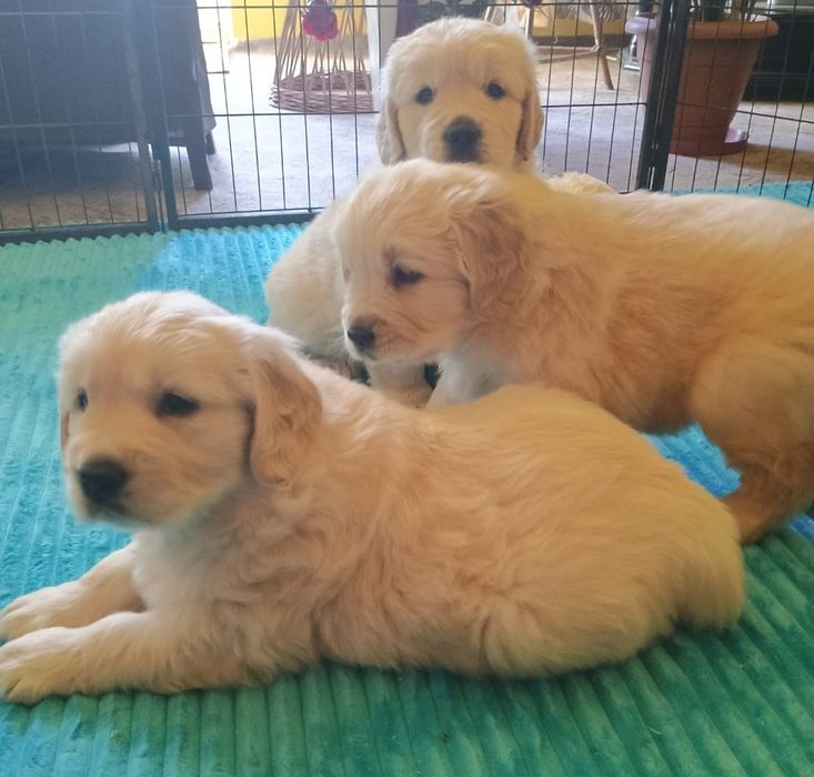 Golden Retriever ZkwP FCI piesek