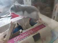 Hamster russo (filhotes)