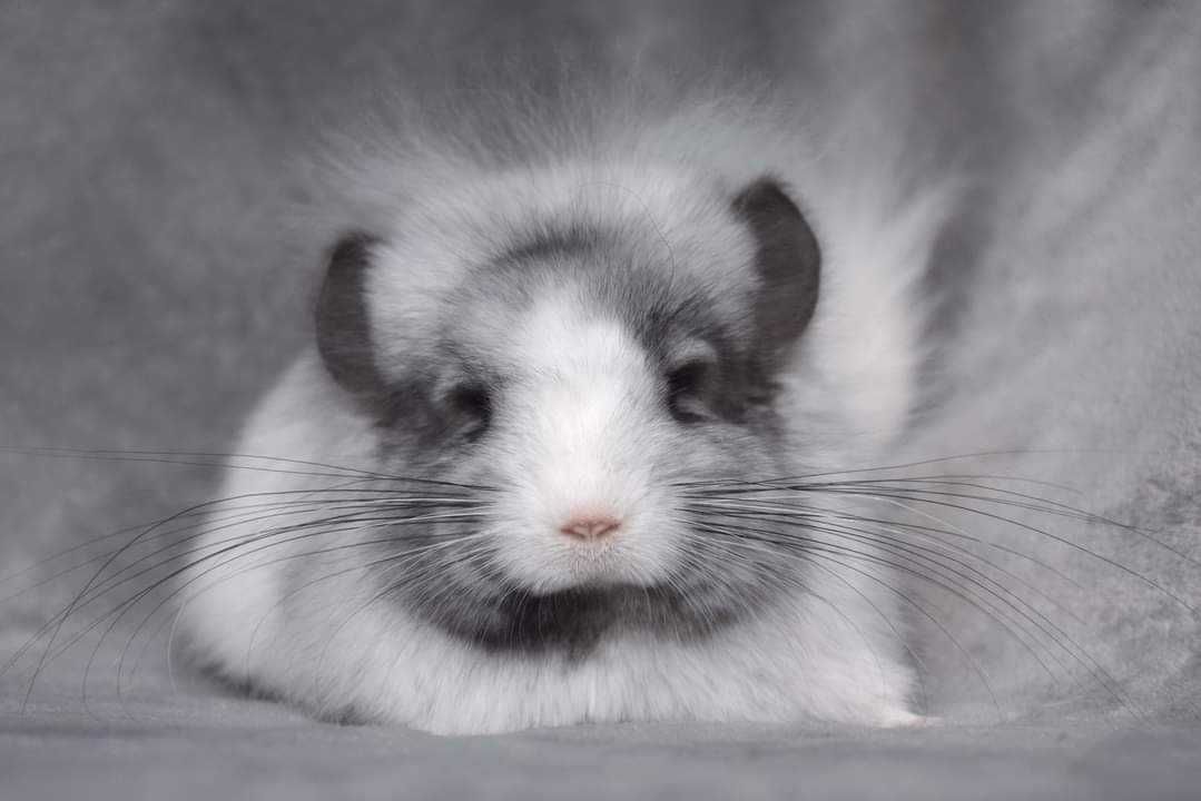 Amber Chinchillas* szynszyla domowa hodowla Angora RPA