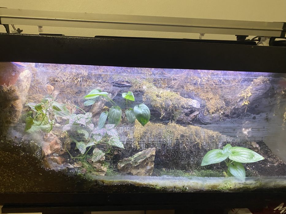 Vendo terrario/aquaterrario