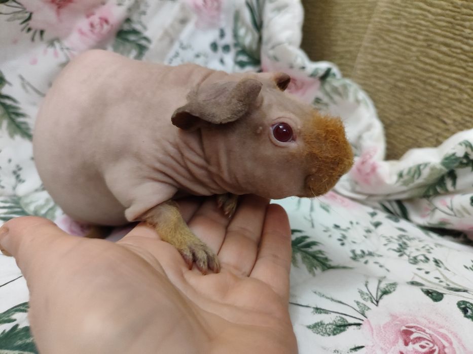 Морська свинка хлопчик скінні лисий