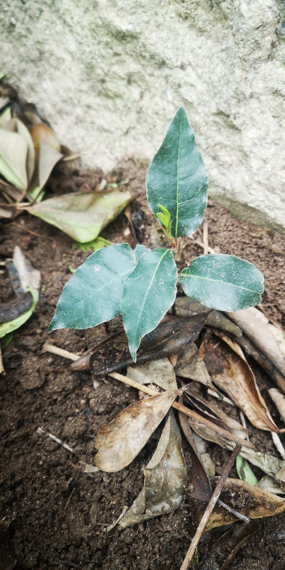 Loureiro plantas aromaticas