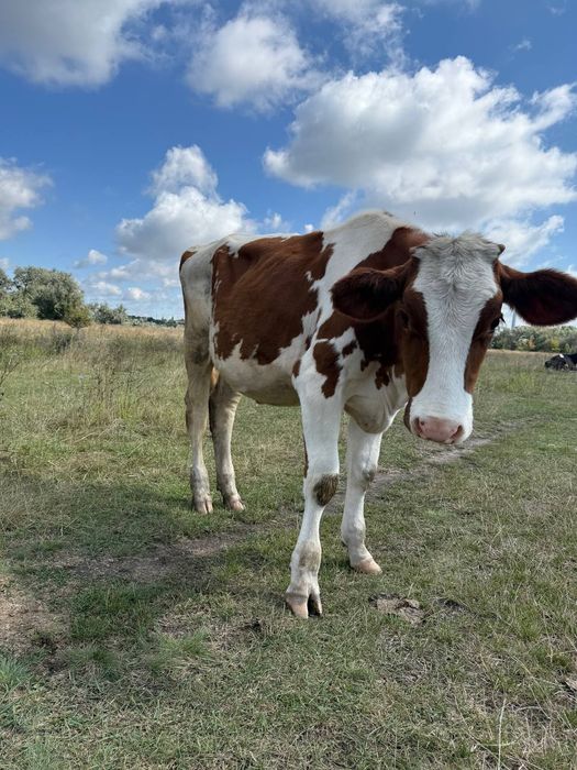 Продам молоду теличку