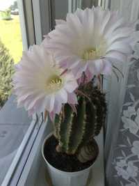 Kaktus kwitnący królowa jednej nocy