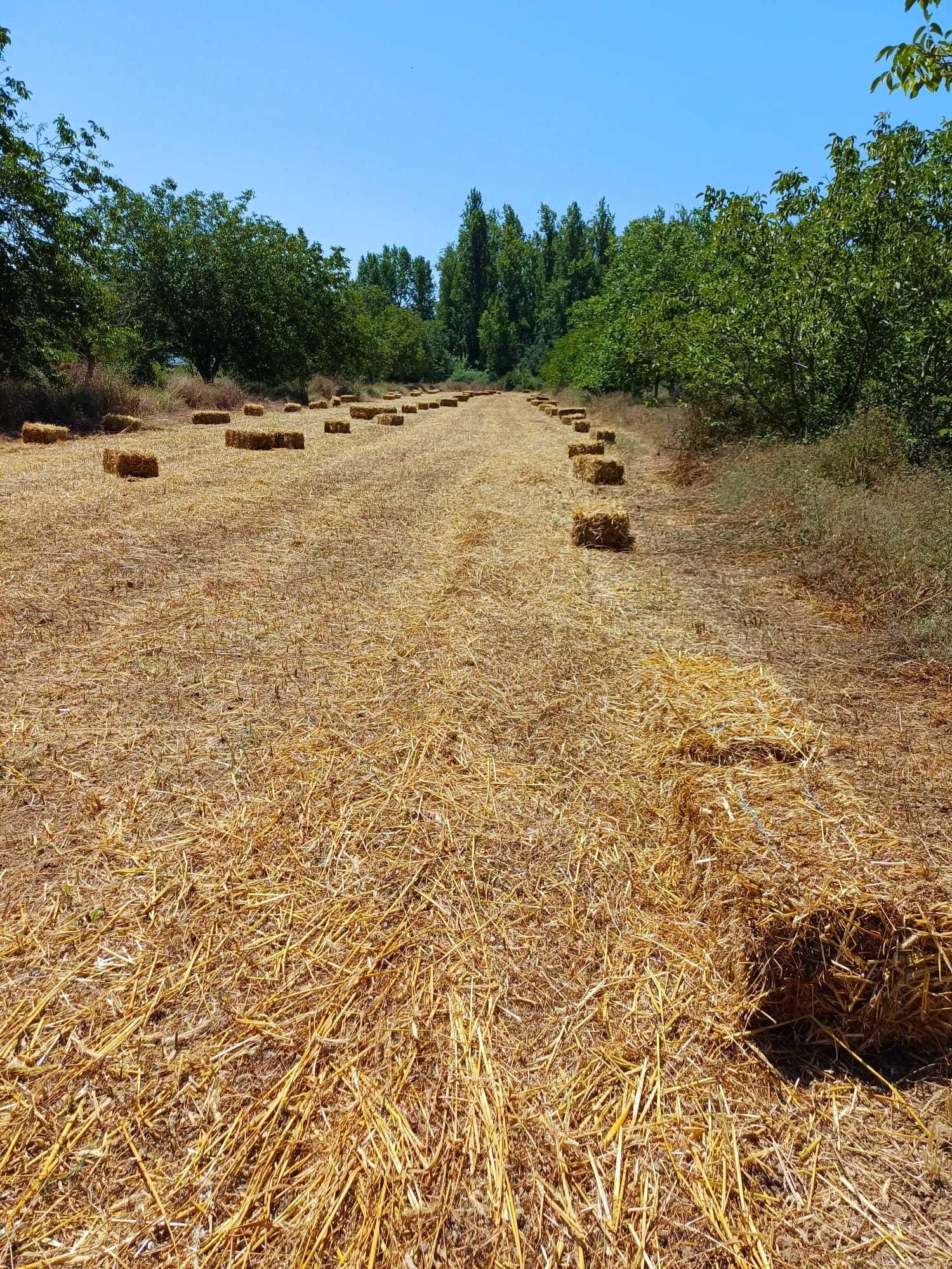 Fardos palha tigro com grão