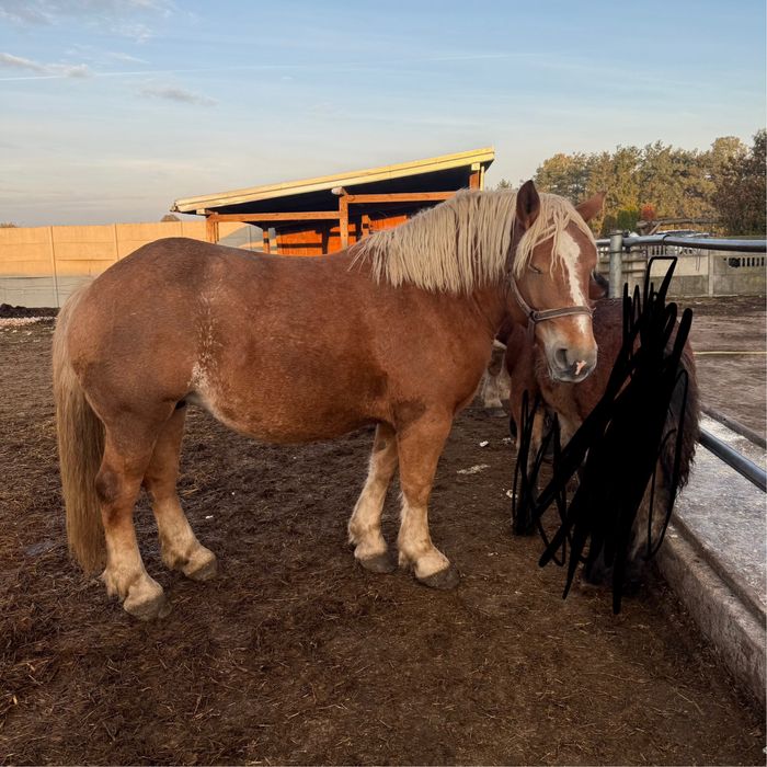 Klacz zimnokrwista w typie sztumskim, sztum