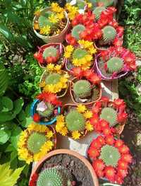 Квітучий Кактус різноцвіття
