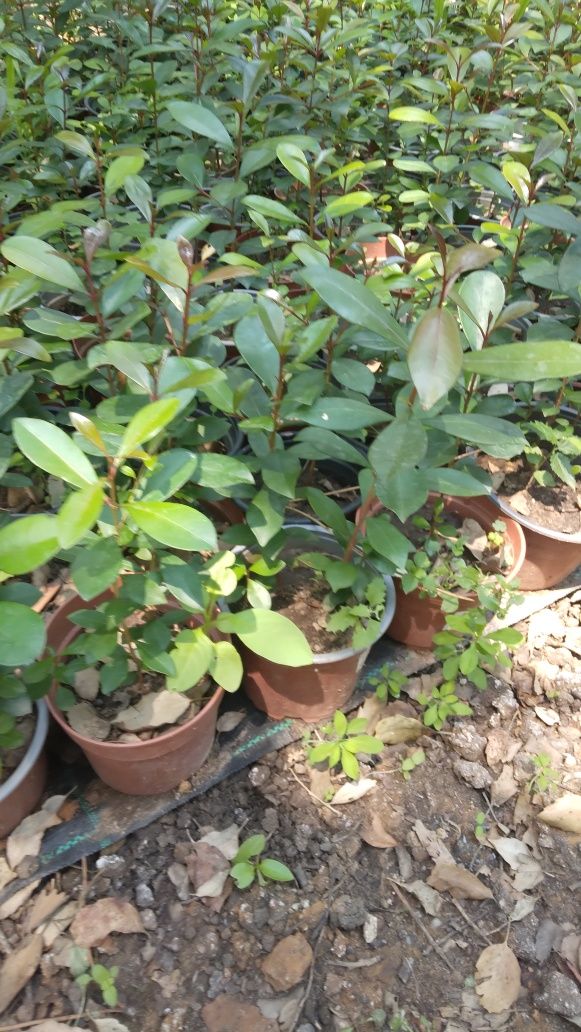 Eugenias para sebes  o cercas vivas  15/25cm 250 u e com 30/40 cm 200