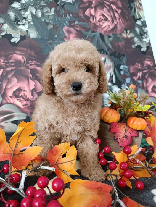 Pudelek miniaturowy pudel miniaturka red chłopiec uroczy z rodowodem