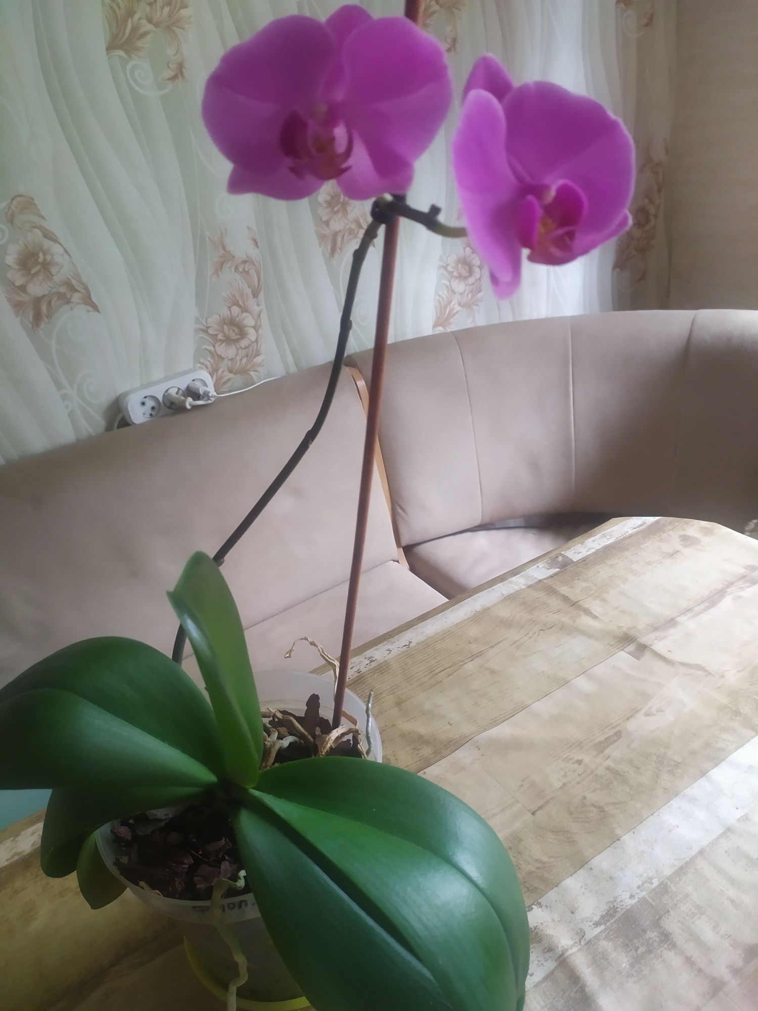 Продам очень красивую орхидею