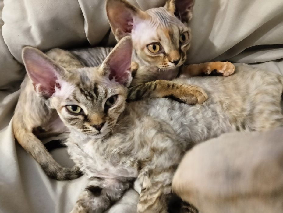 Devon rex kocieta FPL