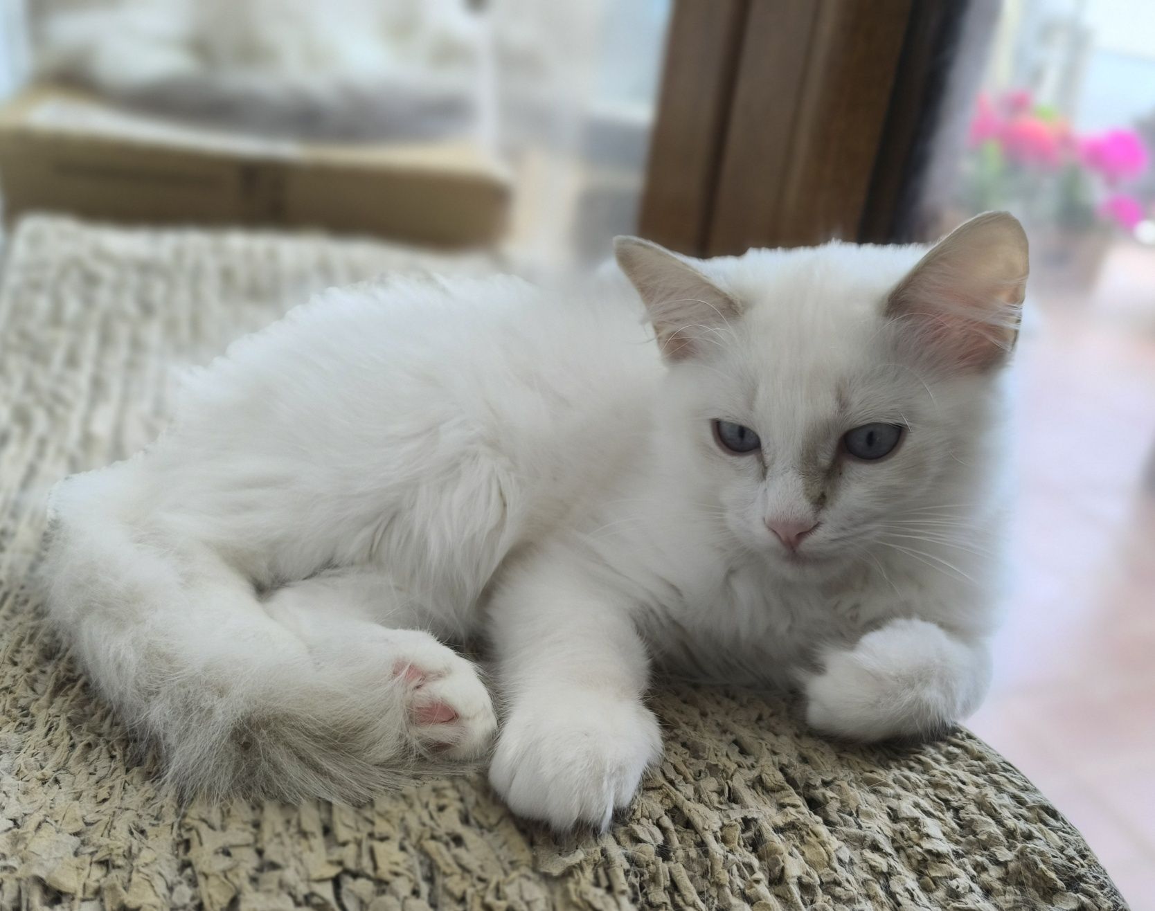 CUDOWNA kotka Ragdoll blue bicolour tabby po Supreme Champion