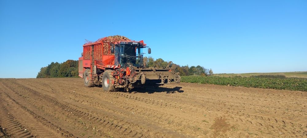 Kopanie buraków cukrowych  Werbkowice