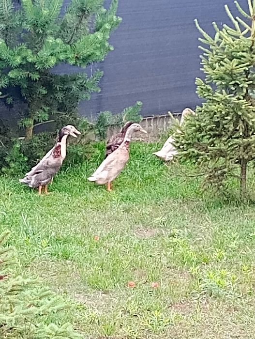 Kaczki Kaczory Biegusy