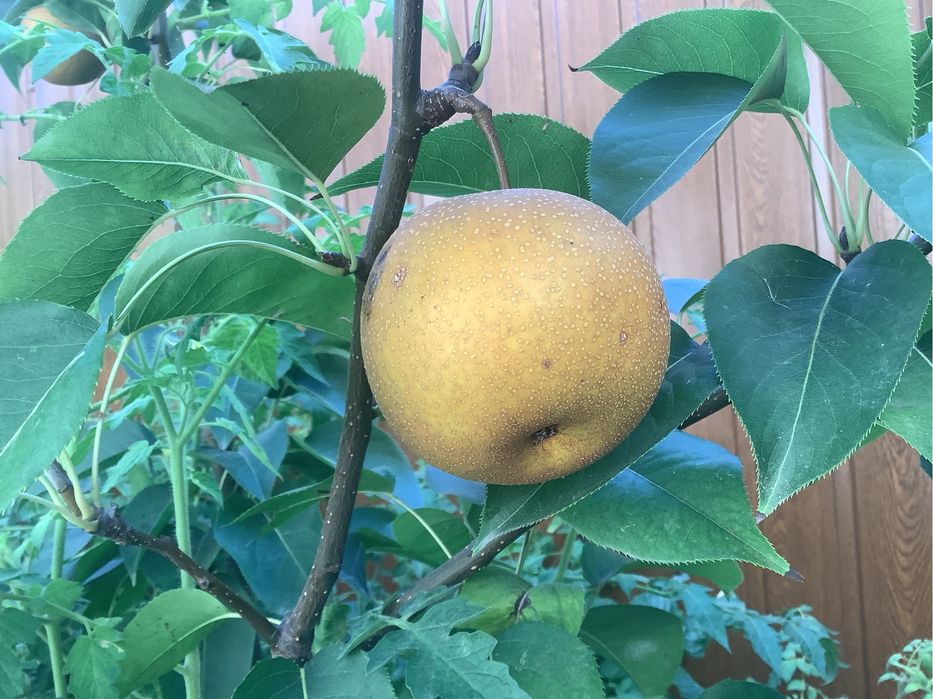 Деревья—саженцы фруктовые