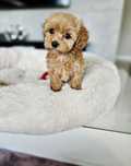 Słodki Chłopczyk  Maltipoo