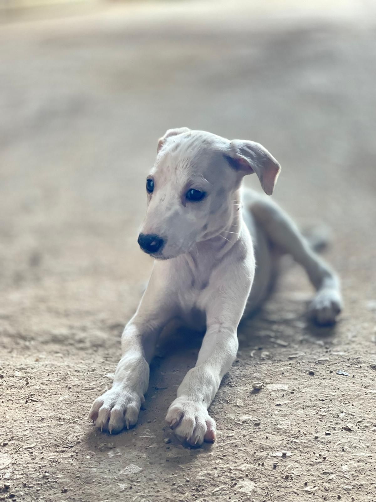 Cães Galgos espanhol