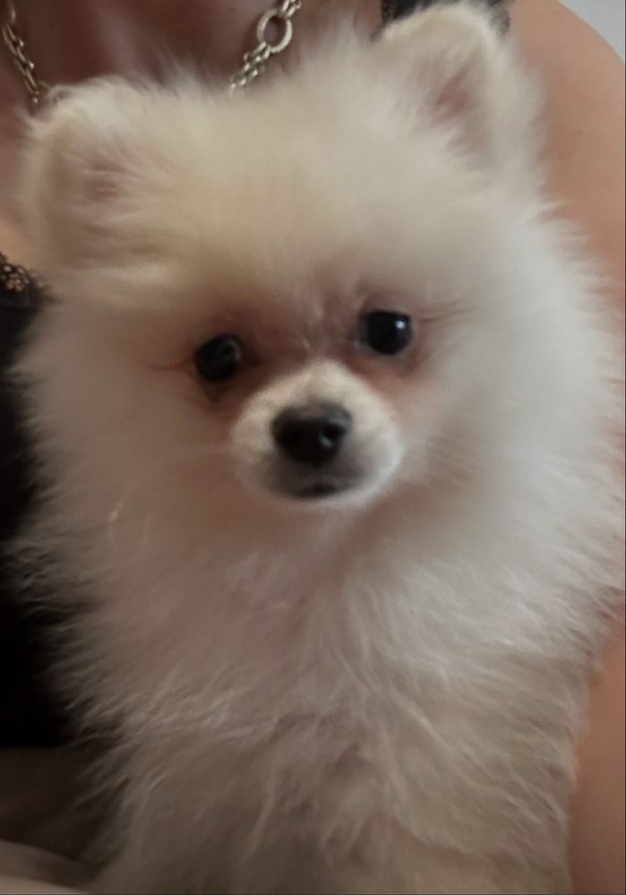 Szpic miniaturowy/Pomeranian piesek biały