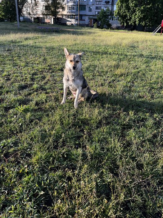 Дворняга в хорошие руки