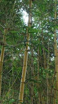Бамбук настоящий, вечнозеленый