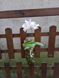 Denphal - Dendrobium-Phalaenopsis 'Sa-nook' - Planta Montada