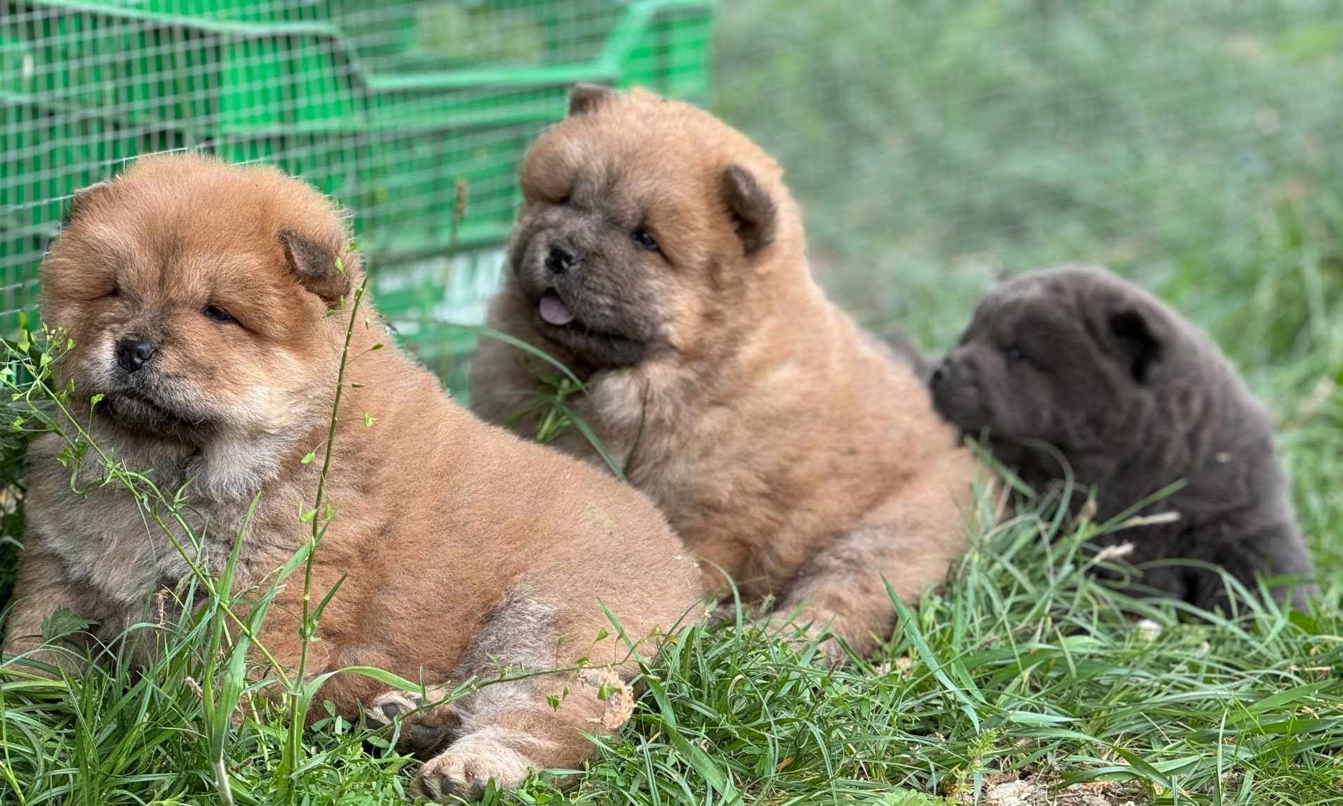 Chow chow szczeniak blue ekstra klasa