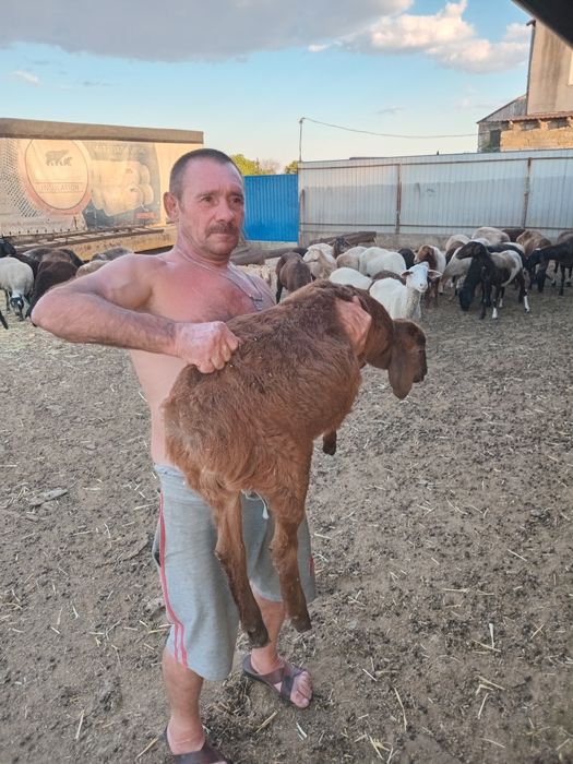 Продам барана 25 кг