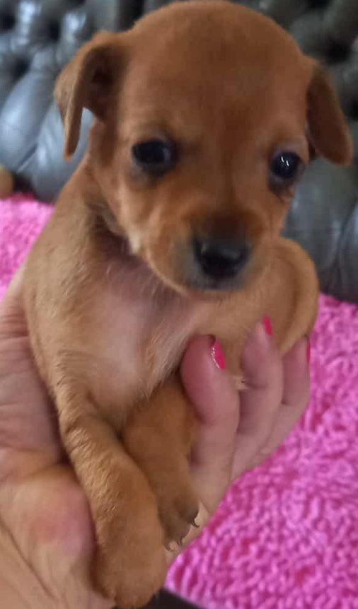 Pinscher femea mini top