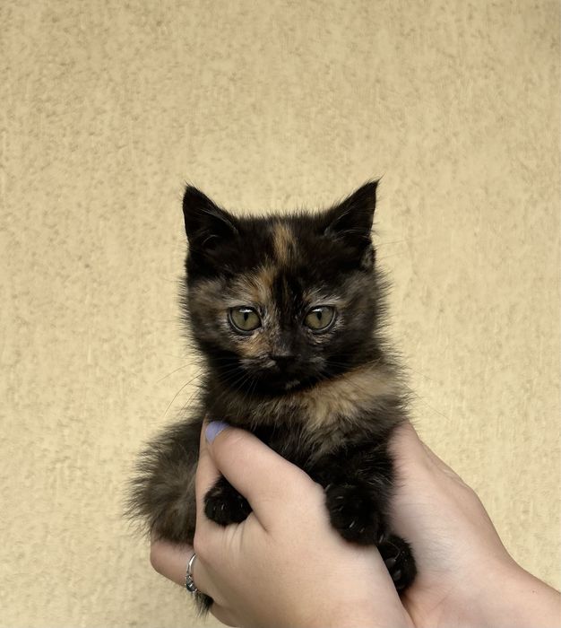 Кошенята метиси шотланської короткошерсної/висловухої