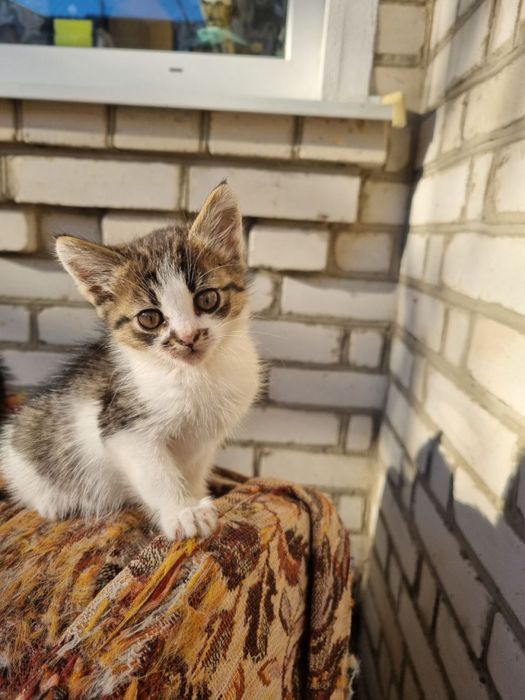 Віддамо кошенят в добрі руки