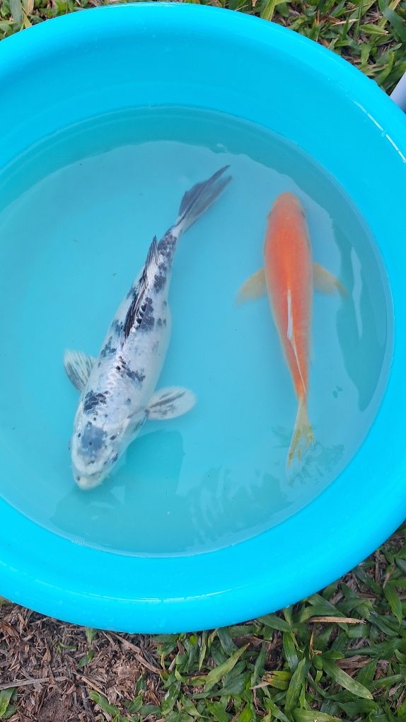 CARPAS KOI - 15 A 20 CM - 25€