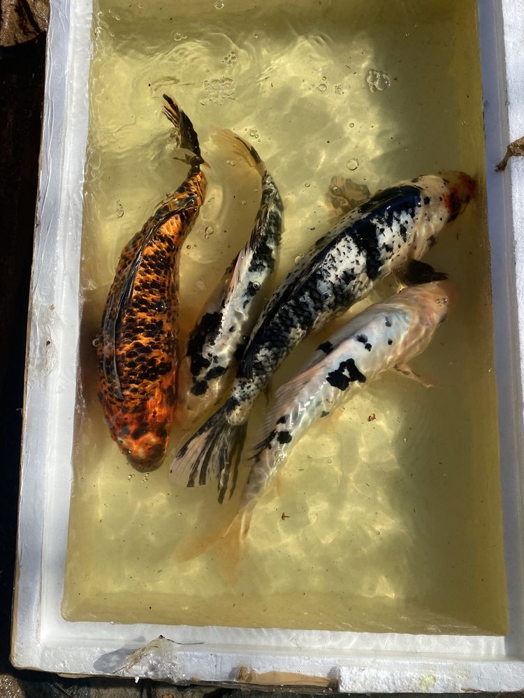 Karp Koi, karaś shubunkin, jesiotr,ryby oczko, już dostępne w sezonie