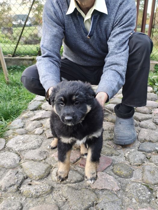 Dwa małe szczeniaki