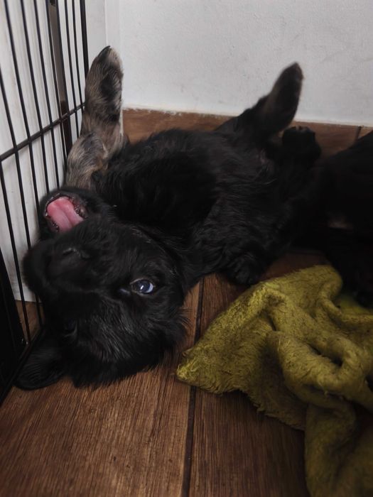 Oddam psa pieska suszkę szczeniaka