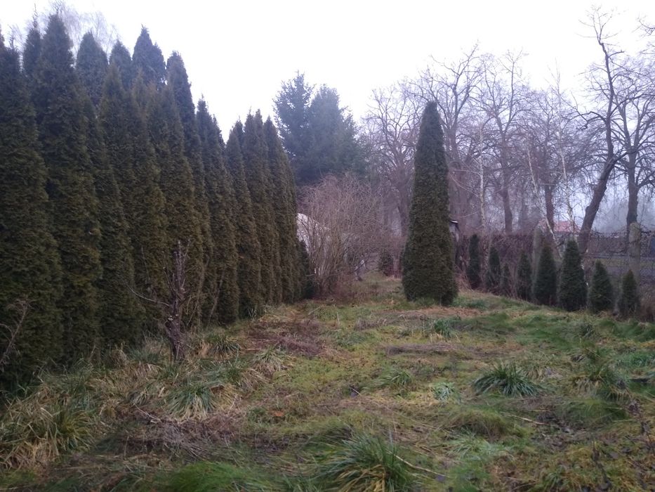 Działka ROD Szczepana Pieniążka w Pile 233m2