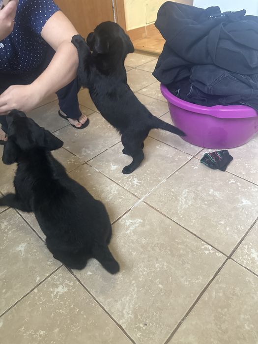 Цуценята лабрадор