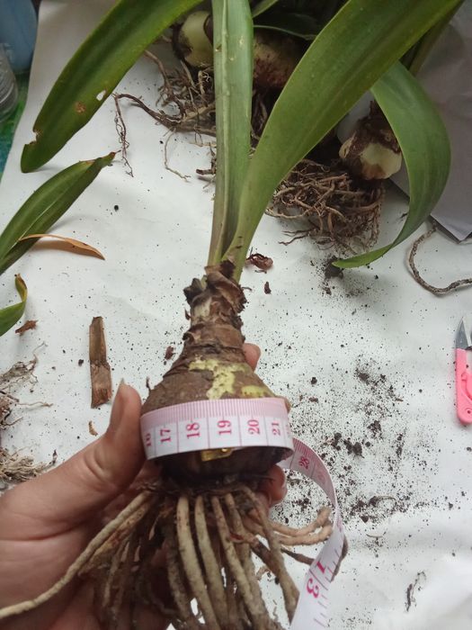 Кімнатні рослини (гіпеаструм, амариліс)