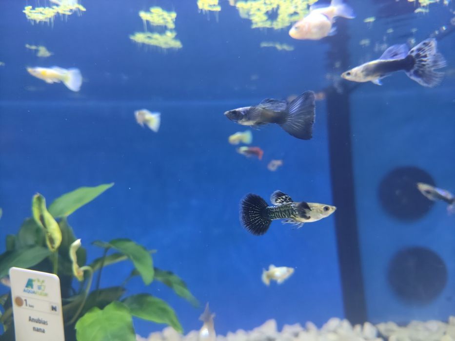 Guppys dumbo cauda vermelha /Metallica Yellow