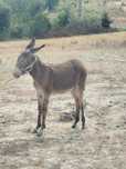 Vendo burro com seis meses