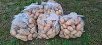 Ziemniaki jadalne Catania Katania Ekologiczne