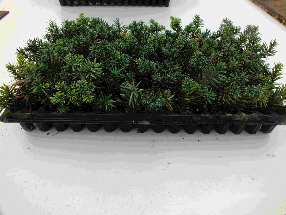 tuja szmaragd, brabant , jałowiec , laurowiśnia