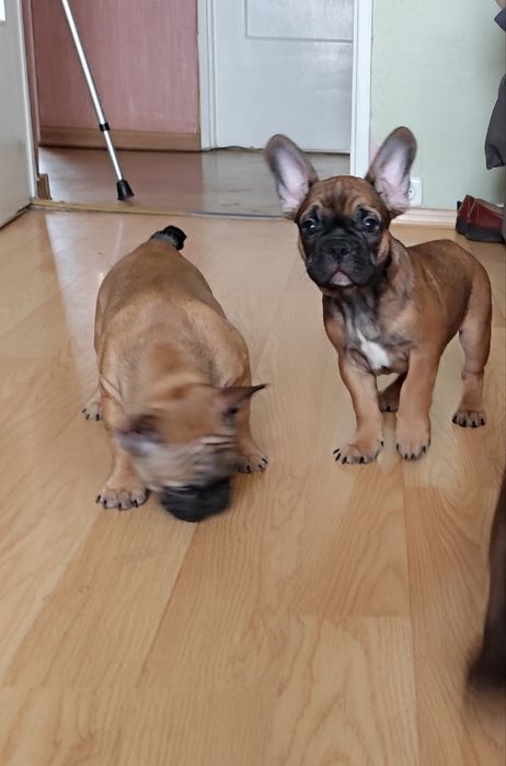 Buldog francuski piesek