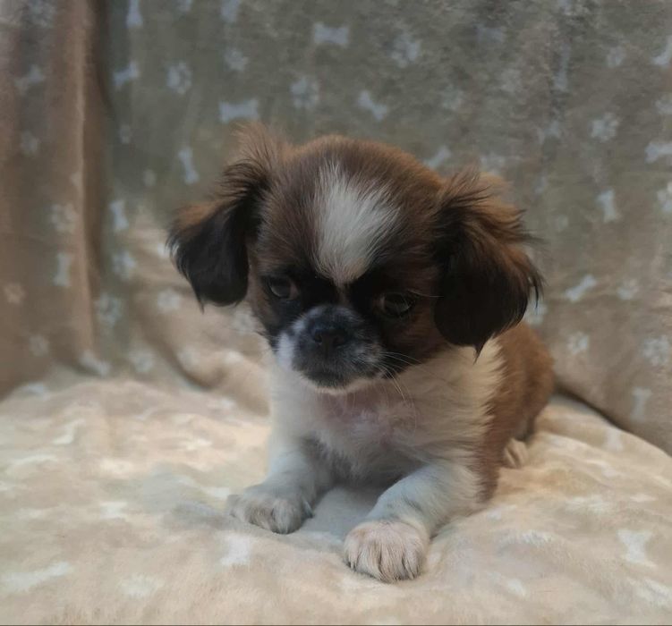 Shih tzu - suczka z genem prapso