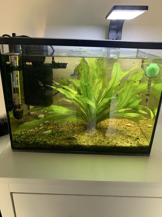 Akwarium z wyposazeniem